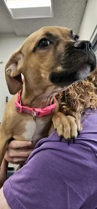 Snickers thumbnail 2