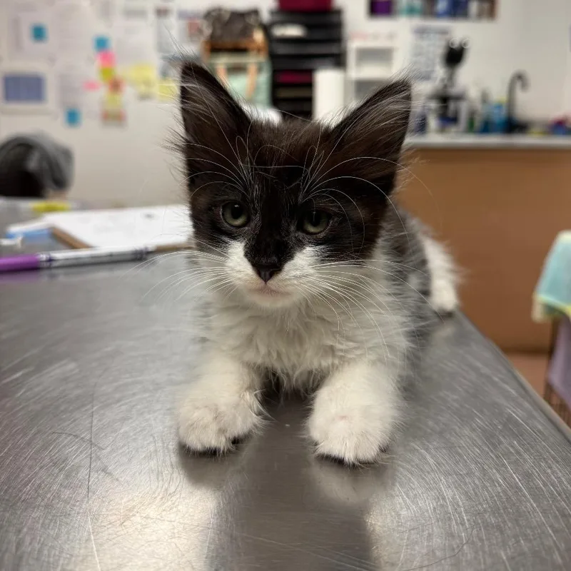 A baby small-sized male Black Domestic Long Hair cat named Batman Meet me at for adoption in Buffalo, MN