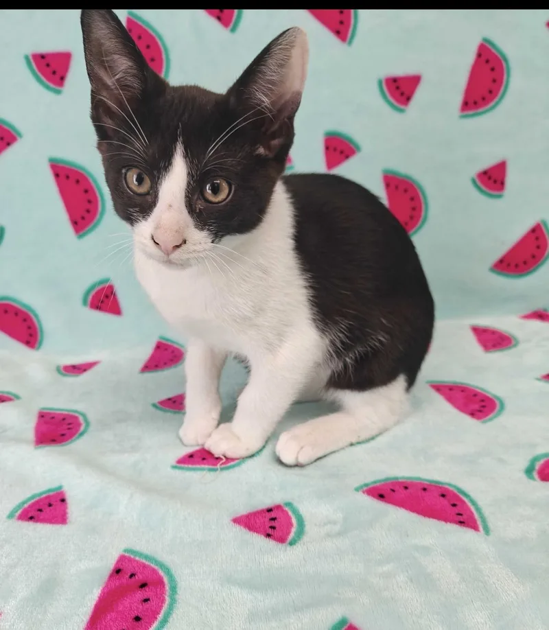 A baby medium-sized male Black Domestic Short Hair cat named Ken for adoption in Valdosta, GA