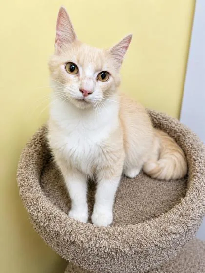 An adult medium-sized female Buff & White Domestic Medium Hair cat named Sherbert for adoption in Jackson, GA