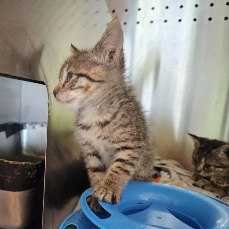 A baby small-sized female Brown / Chocolate Domestic Short Hair cat named Ronnie for adoption in Austin, TX