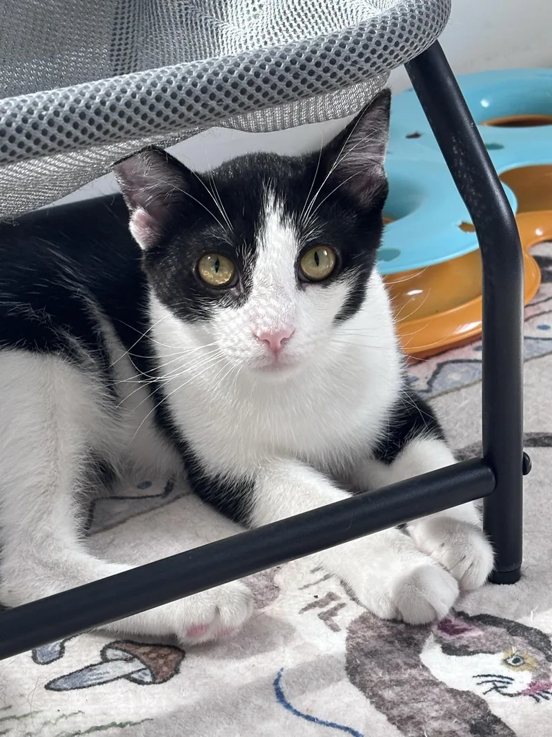 A young medium-sized male Black & White / Tuxedo Tuxedo cat named Chaplin for adoption in Greensburg, PA