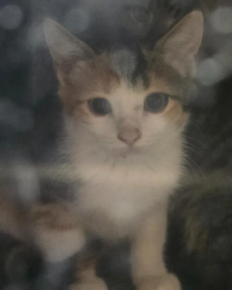 A baby small-sized male Domestic Short Hair cat named Feral for adoption in Highland Village, TX