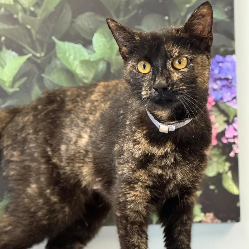 A young medium-sized female Tortoiseshell cat named Vivian for adoption in Syosset, NY