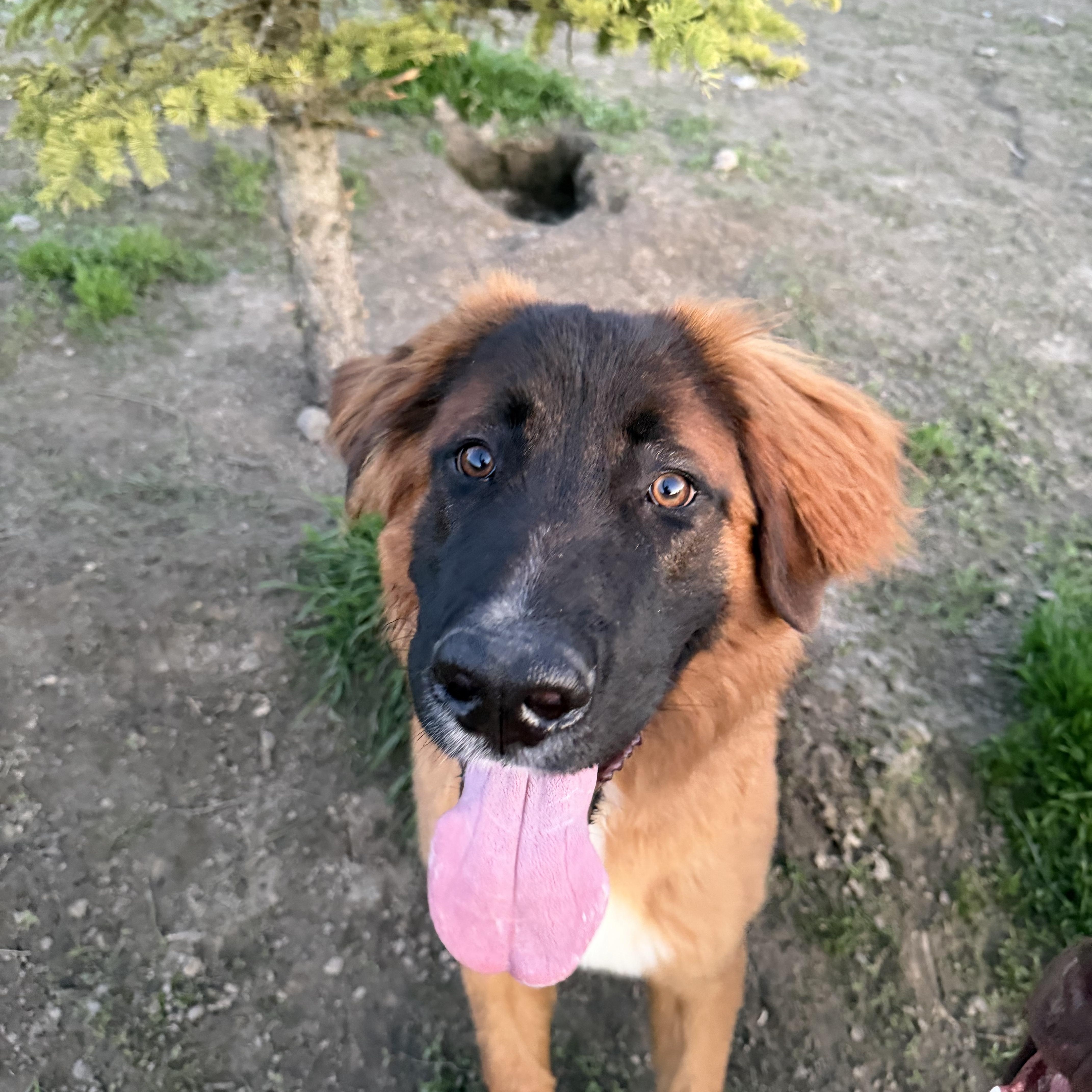 Auggie