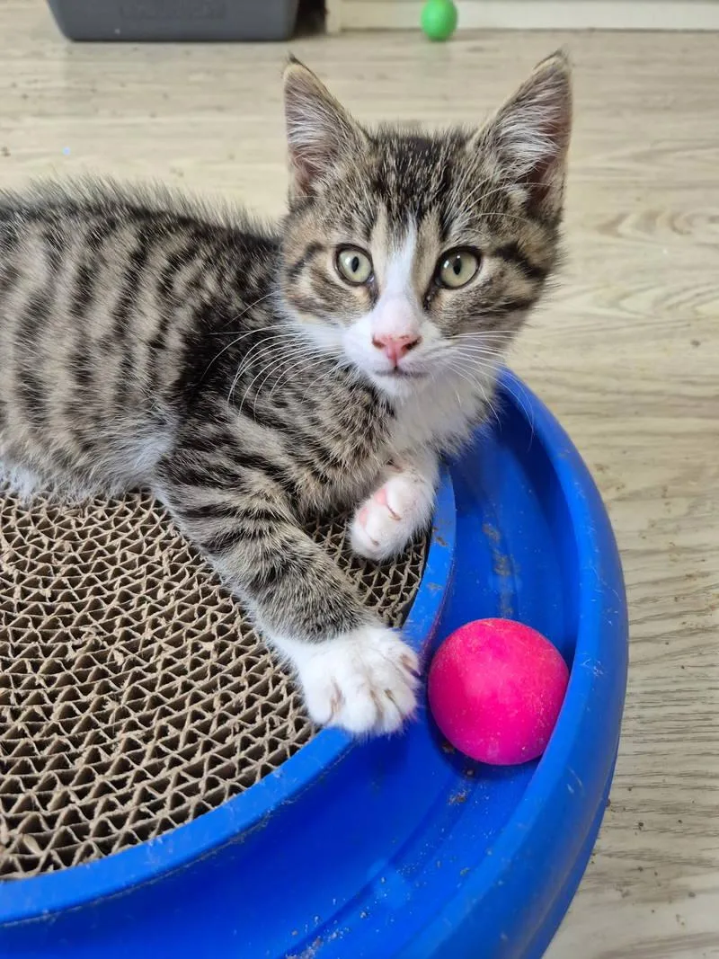 A young medium-sized male Tabby (Brown / Chocolate) Domestic Short Hair cat named Oliver for adoption in Philadelphia, PA