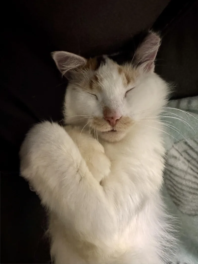 An adult medium-sized female Domestic Short Hair cat named Peach for adoption in Tampa, FL