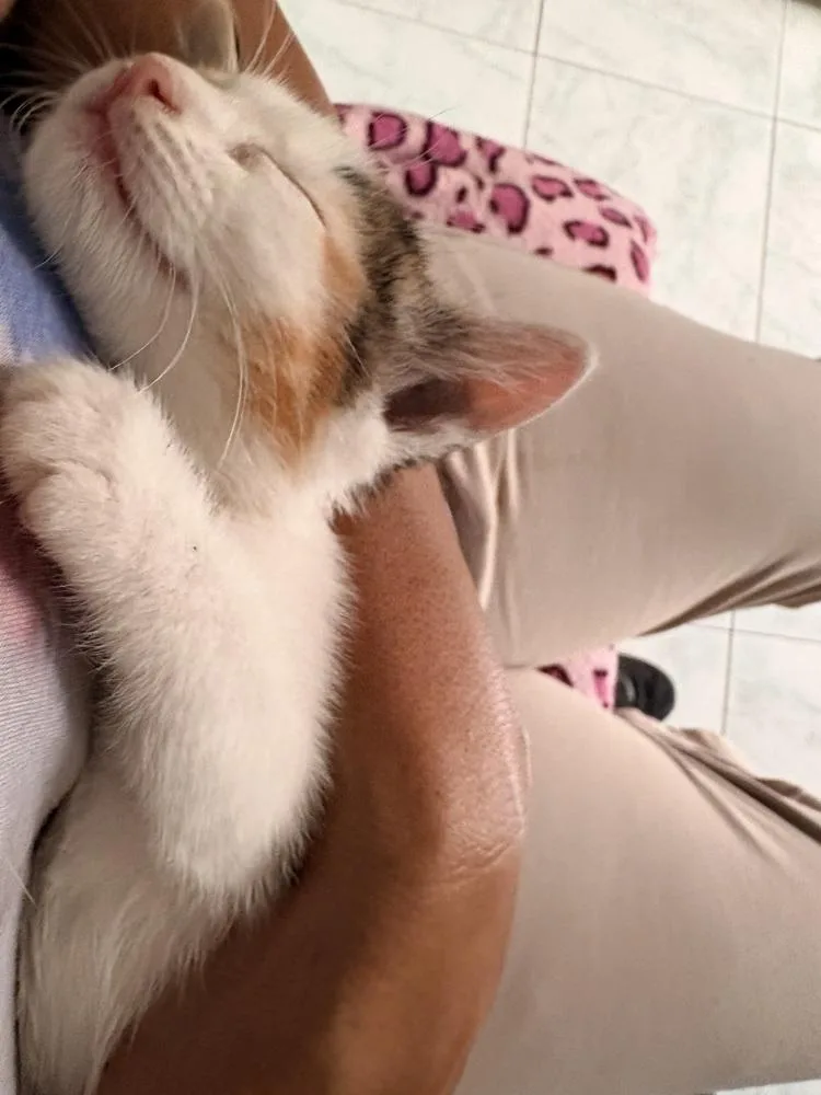Ginger thumbnail 2