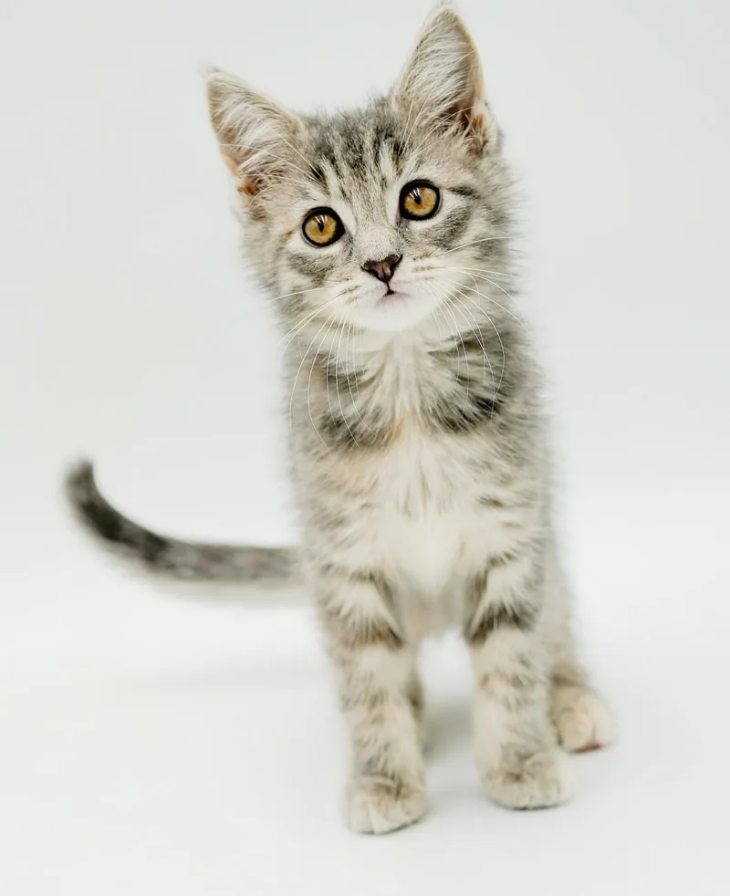 A baby small-sized female Gray / Blue / Silver Tabby cat named Rose wins the heart for adoption in Bedford Hills, NY