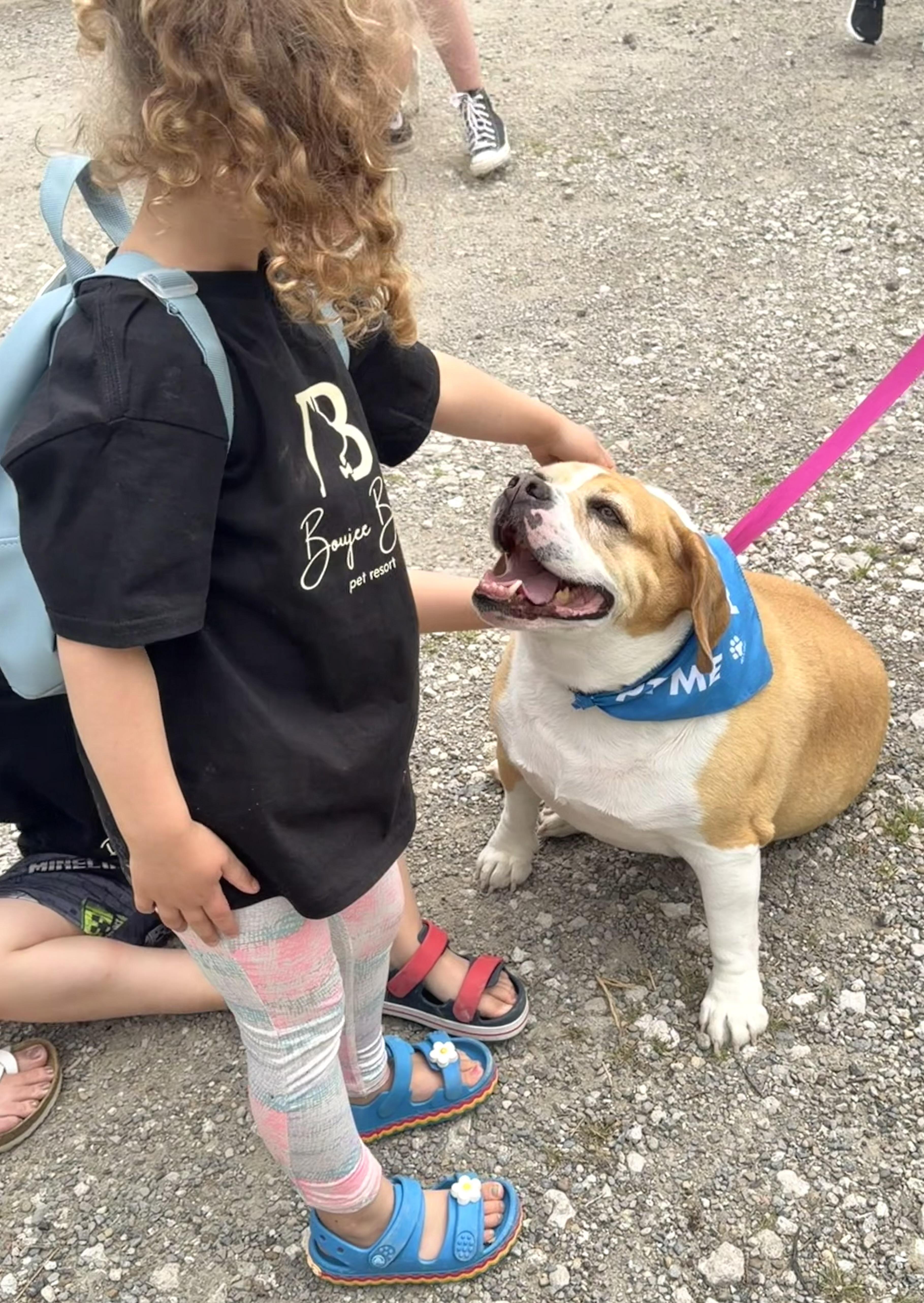 An adult medium-sized male Bulldog dog named Marley for adoption in Clinton, PA