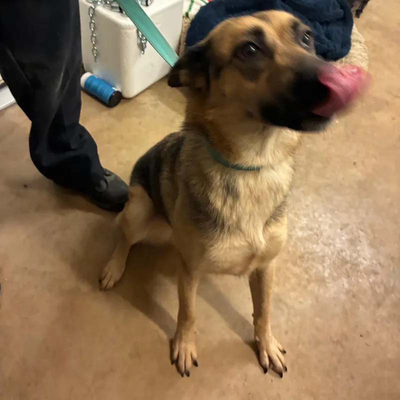 A young medium-sized female Brown / Chocolate German Shepherd Dog dog named Copacabana for adoption in Austin, TX