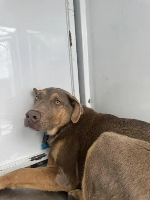 A baby small-sized male Weimaraner dog named Milo for adoption in Stockton, CA