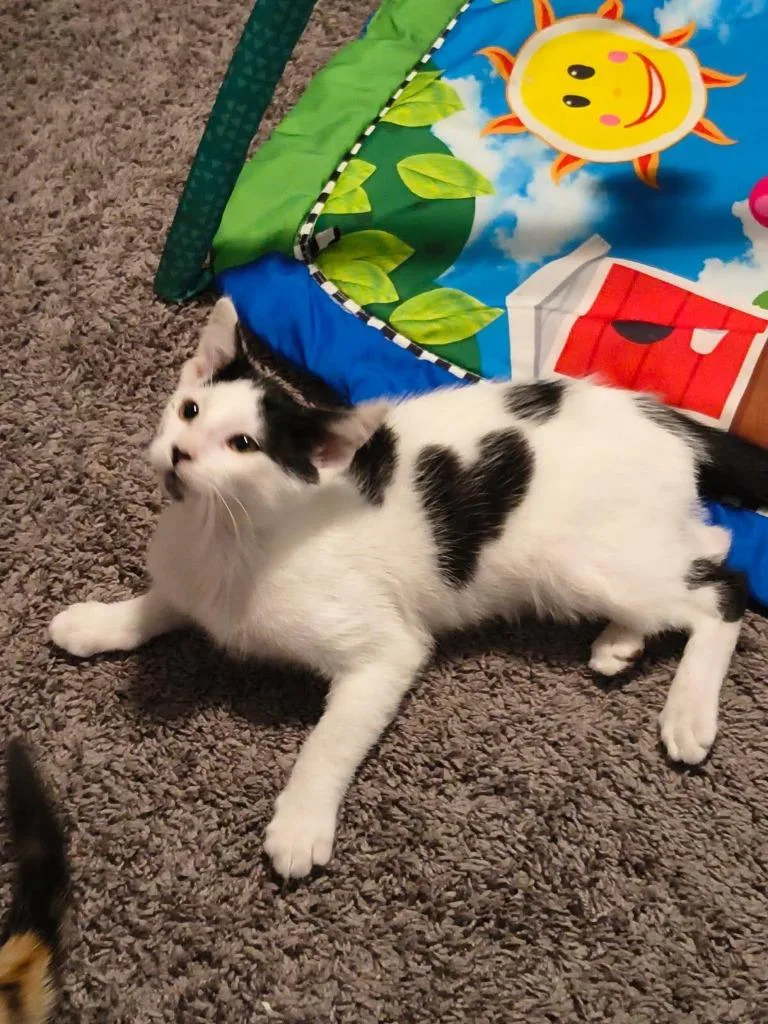 A baby medium-sized male Domestic Short Hair cat named Mickey for adoption in Gillette, WY