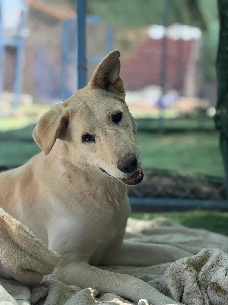 An adult medium-sized female Apricot / Beige Canaan Dog dog named Naya the Joyful for adoption in Somerset, NJ