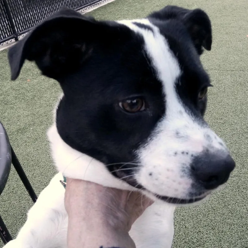 An adult medium-sized male White / Cream Mixed Breed dog named William for adoption in Greensboro, NC