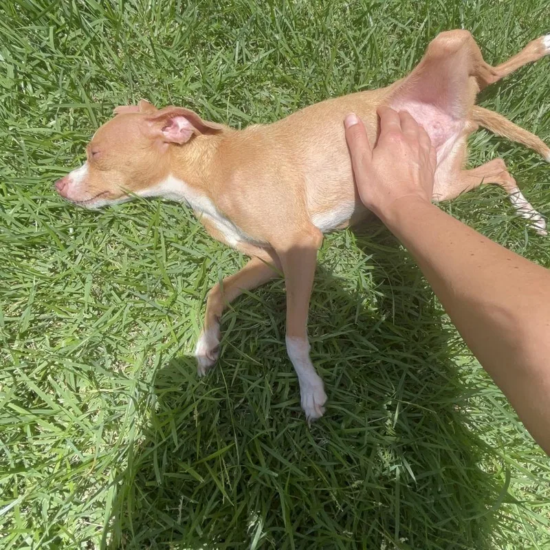 Moxie thumbnail 5