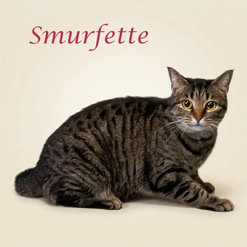 Smurfette C thumbnail 2
