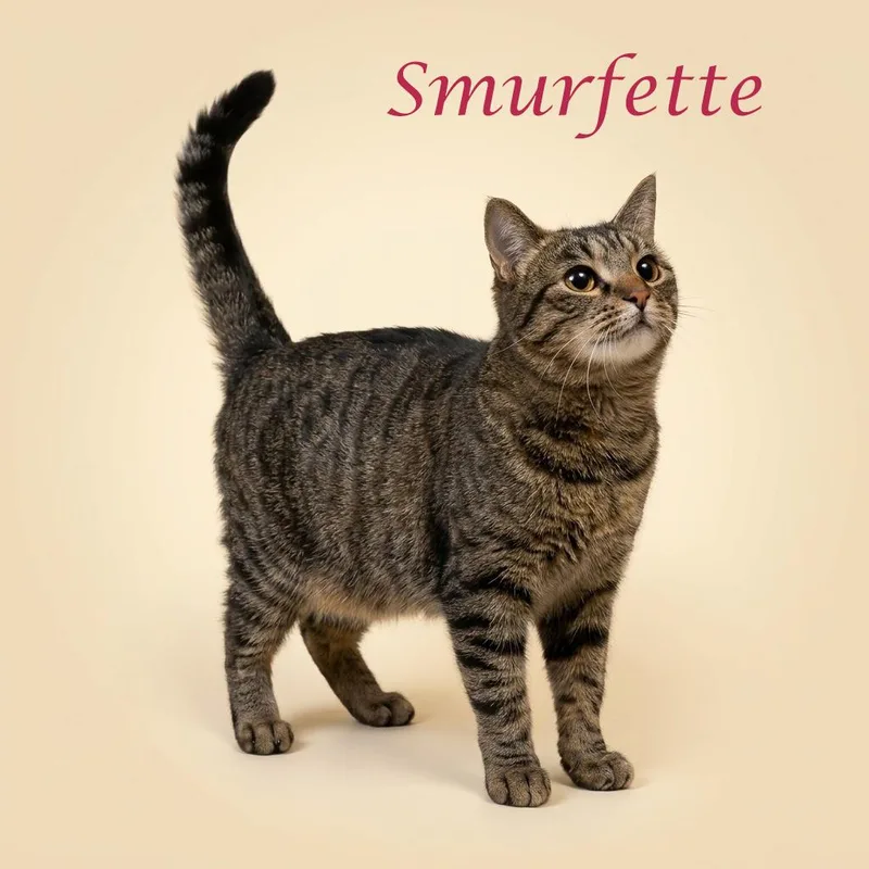 Smurfette C thumbnail 4