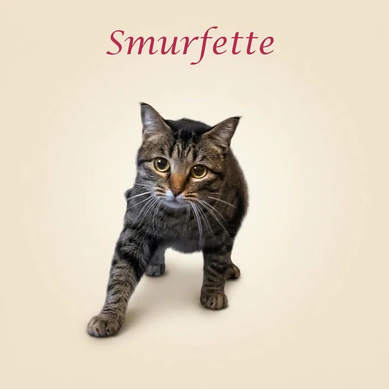 Smurfette C thumbnail 5