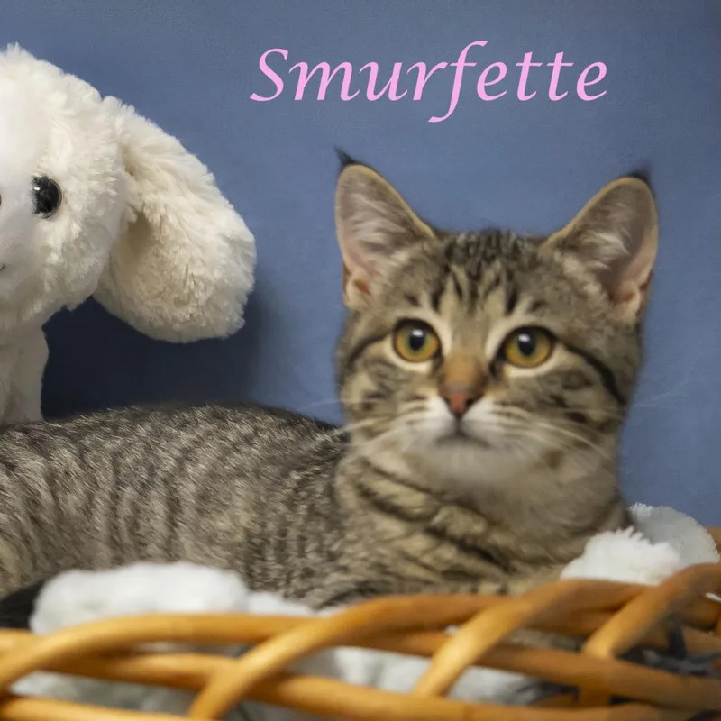 Smurfette C thumbnail 6