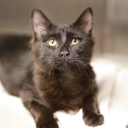 A baby small-sized male Black Domestic Short Hair cat named Midnight Rider for adoption in Atlanta, GA