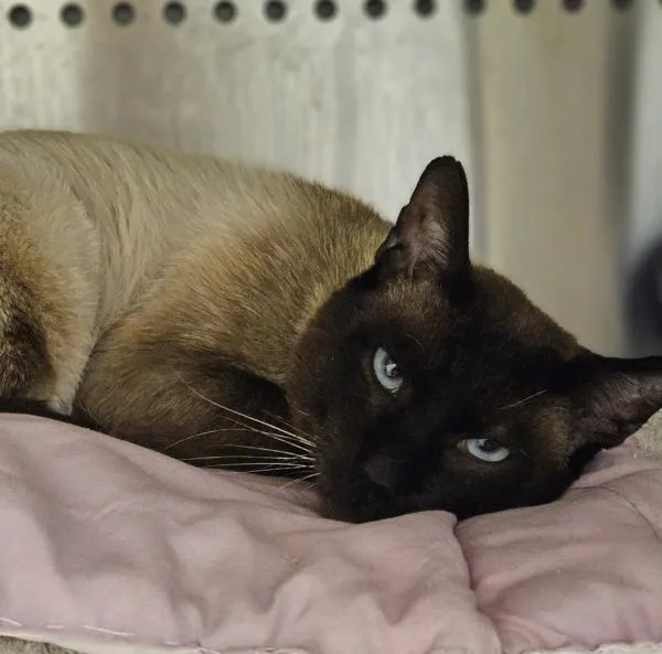 An adult medium-sized male Domestic Short Hair cat named The King for adoption in Oakland, CA