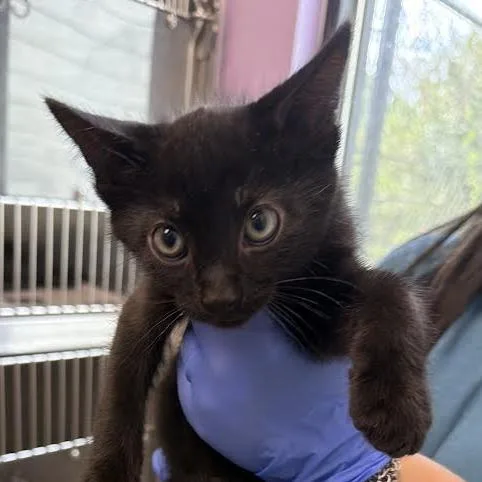 A baby small-sized male Black Domestic Short Hair cat named Charm for adoption in Marshall, TX