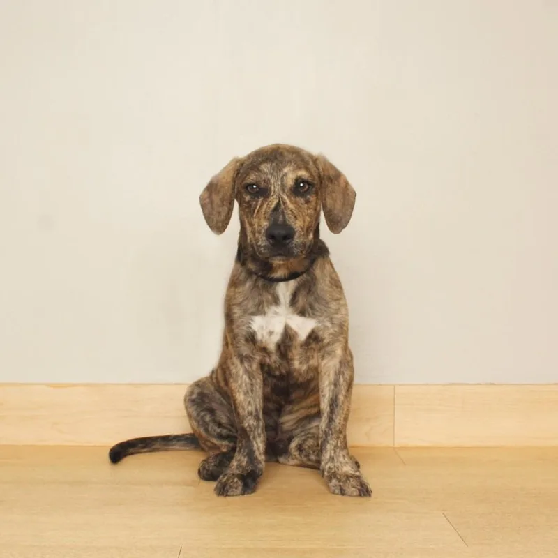 A baby medium-sized male Mountain Cur dog named Pablo D for adoption in Minnetonka, MN