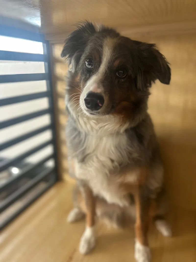 Riggs