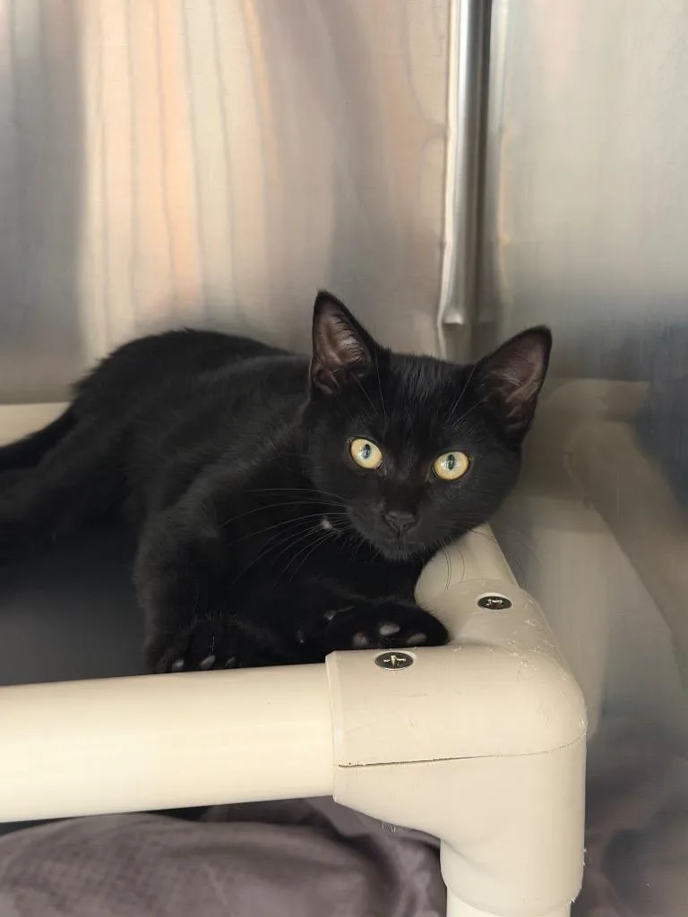A baby medium-sized female Domestic Short Hair cat named Sarah Palmer for adoption in Pomona, NY