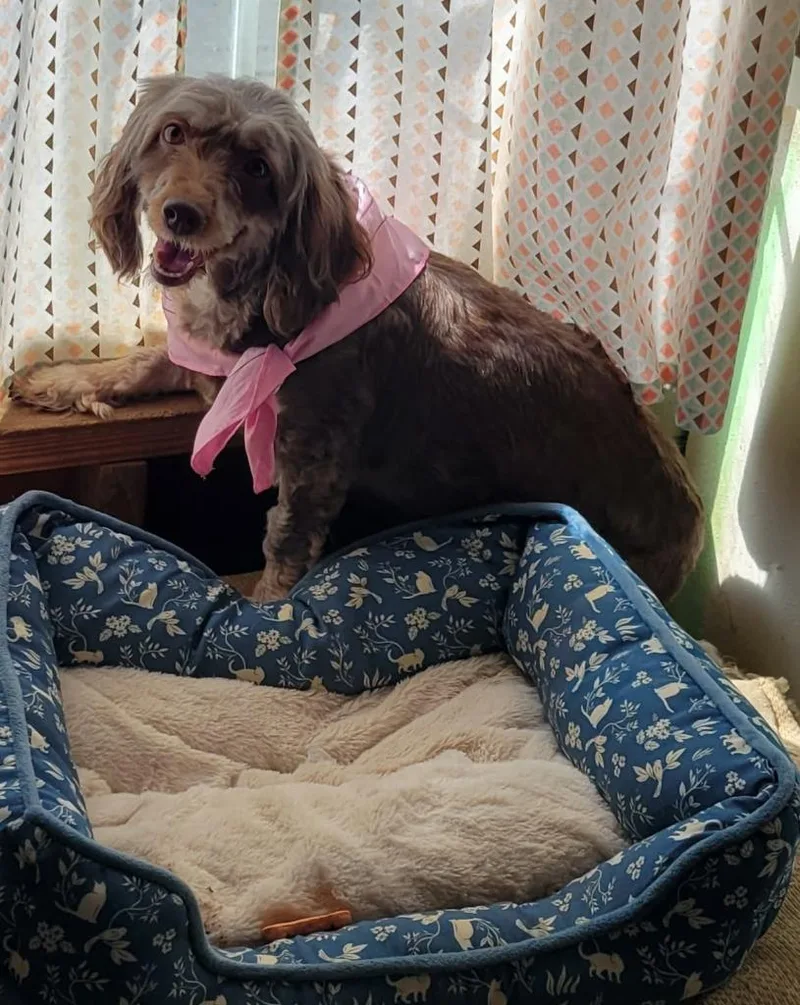 An adult small-sized female Poodle dog named Bindi for adoption in Hammond, LA