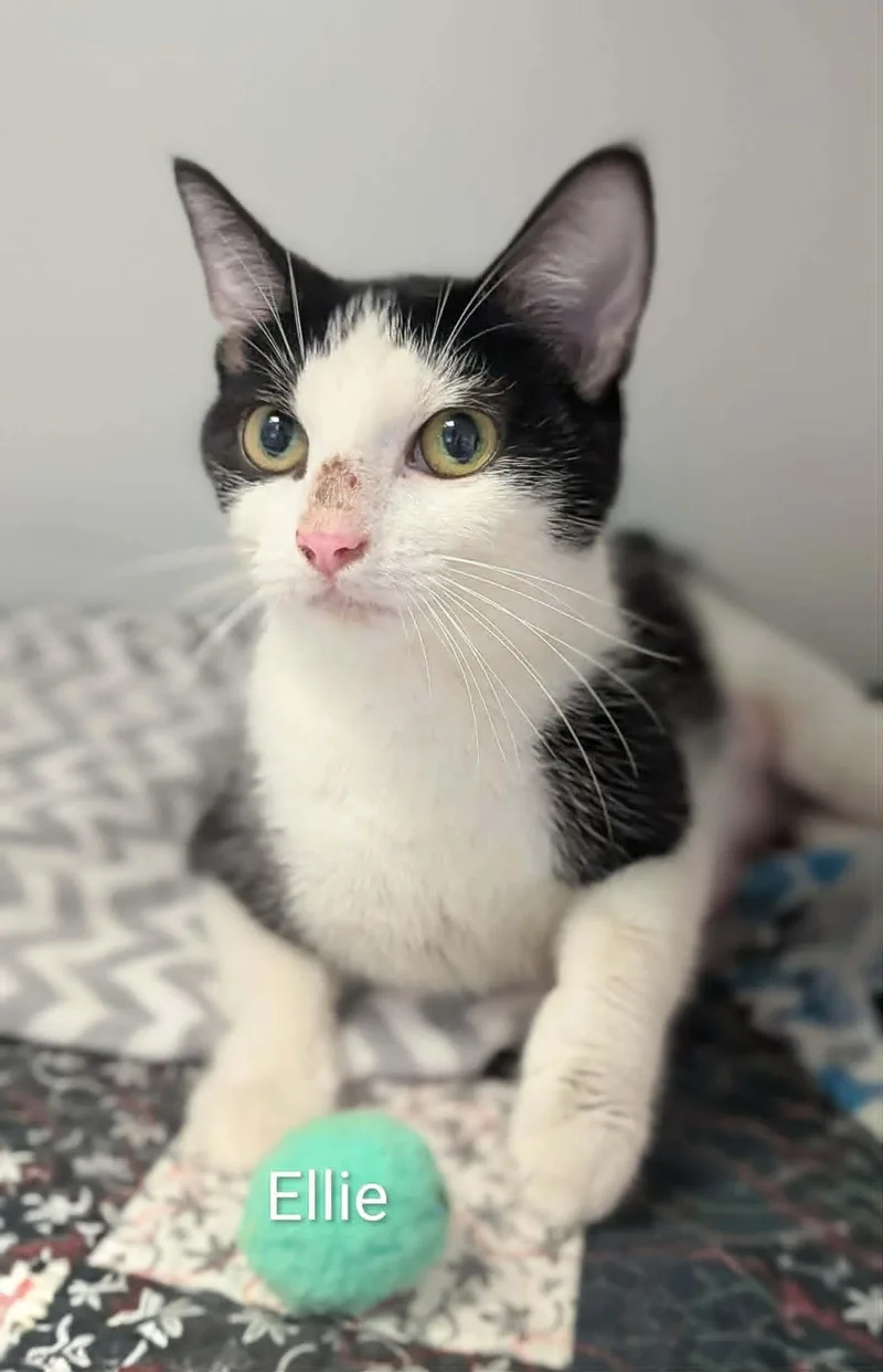 An adult medium-sized female Black & White / Tuxedo Domestic Short Hair cat named Ellie for adoption in Flint, MI