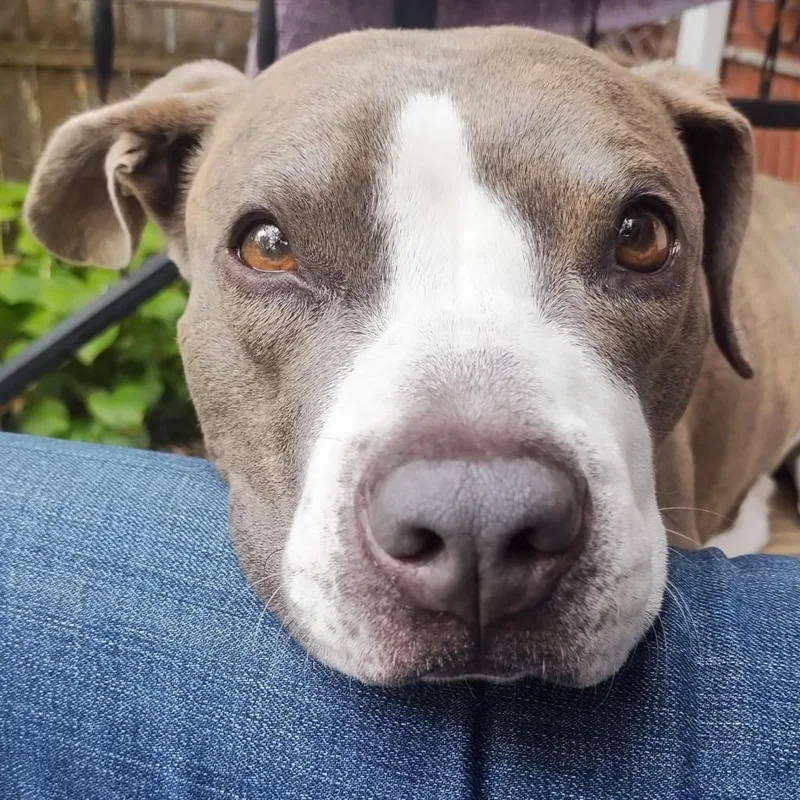 Cheddar Moon thumbnail 2