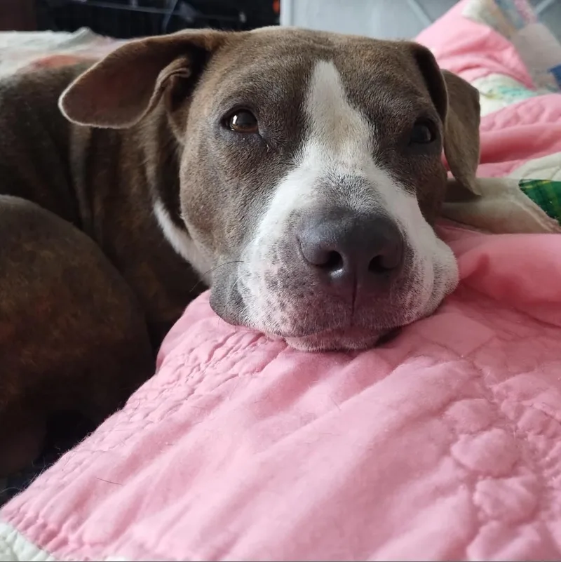 Cheddar Moon thumbnail 3