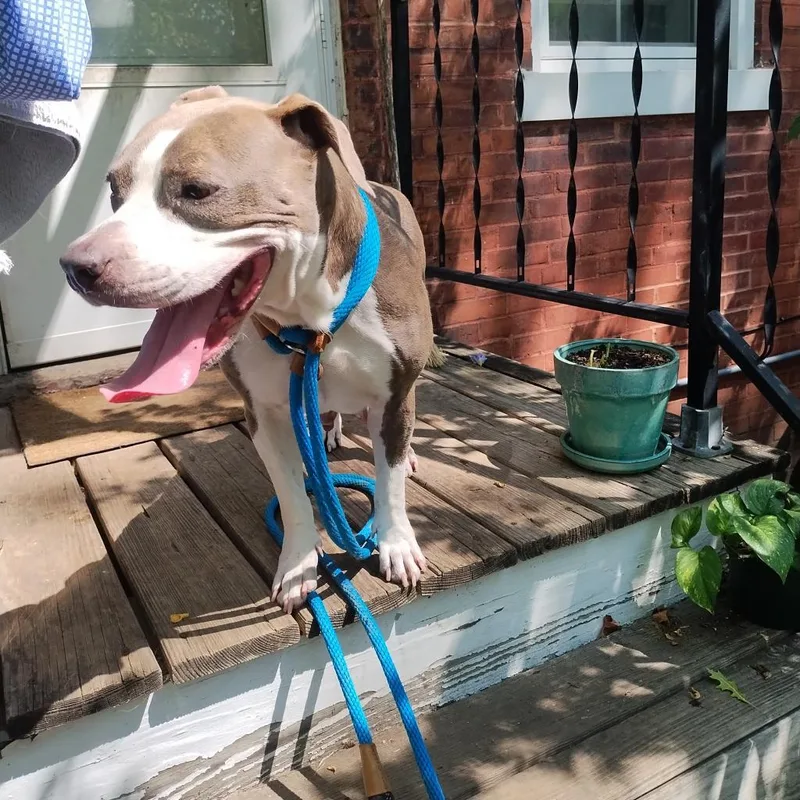 Cheddar Moon thumbnail 4