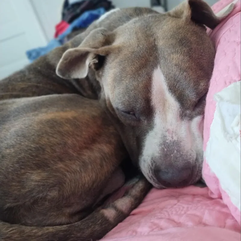 Cheddar Moon thumbnail 5