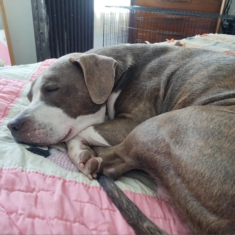 Cheddar Moon thumbnail 6