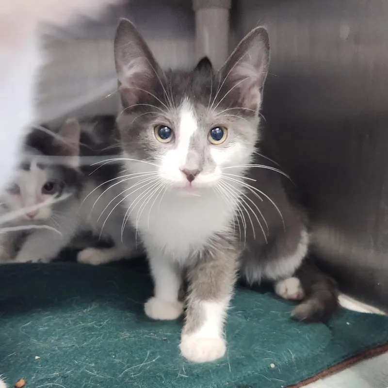 A baby small-sized male White Domestic Long Hair cat named Freddy for adoption in Fort Wayne, IN