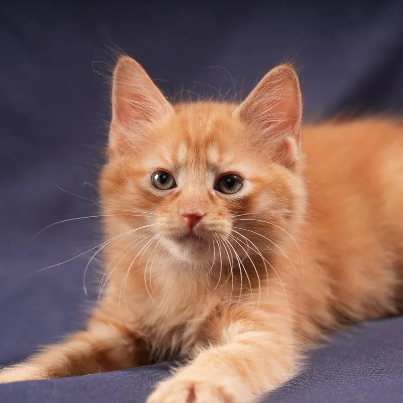 A baby small-sized male Orange / Red Domestic Medium Hair cat named Nacho for adoption in Houston, TX
