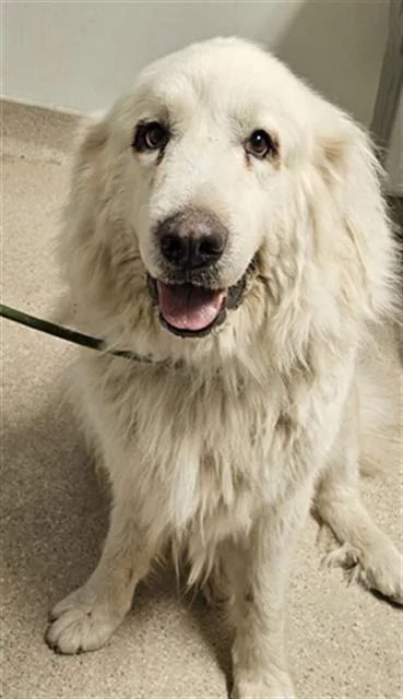 An adult large-sized female Great Pyrenees dog named Sasha for adoption in Bakersfield, CA