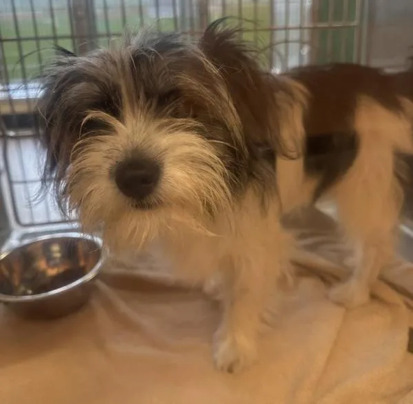 A young small-sized male Yorkshire Terrier dog named Pen Banner for adoption in Lawrenceville, GA