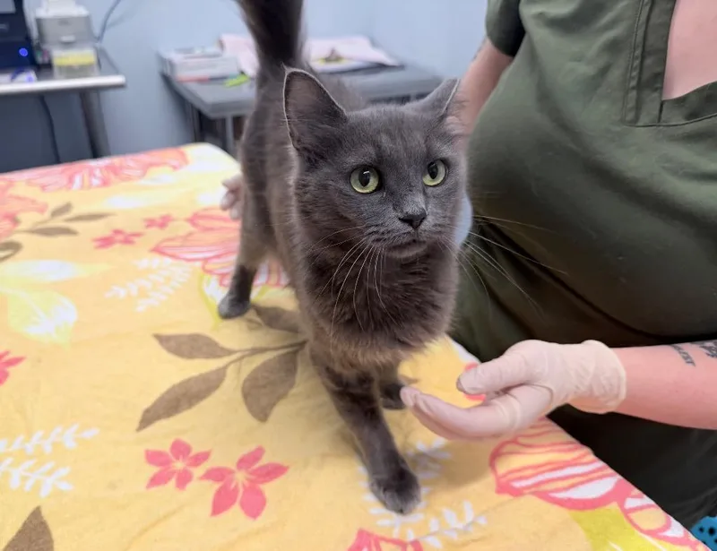 A young medium-sized female Domestic Medium Hair cat named Frosty Puff for adoption in Raleigh, NC