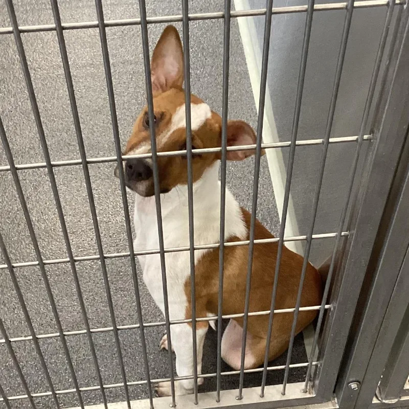 A young small-sized female Yellow / Tan / Blond / Fawn Terrier dog named Ella for adoption in Montgomery, AL