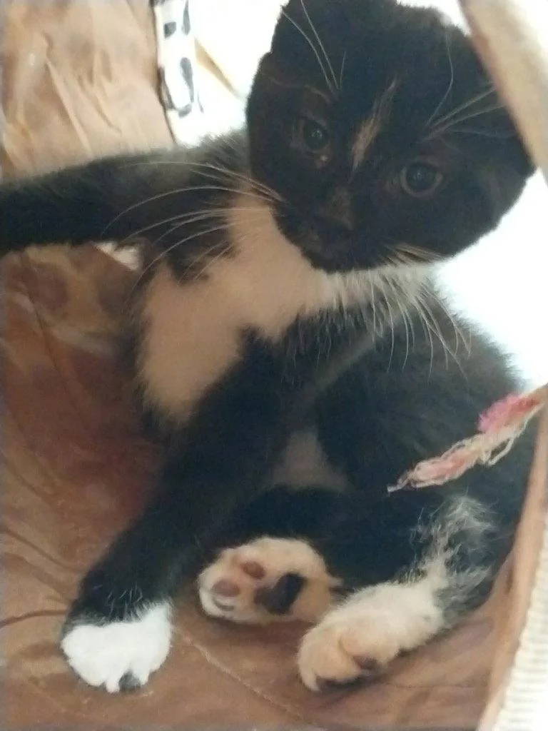 A baby small-sized male Black & White / Tuxedo Domestic Short Hair cat named Henry for adoption in Saint George, UT