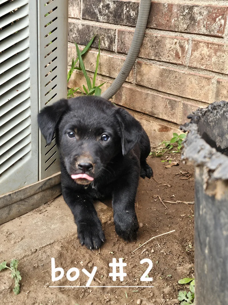 A baby medium-sized male Black Australian Cattle Dog / Blue Heeler dog named Fin for adoption in Cleveland, OK