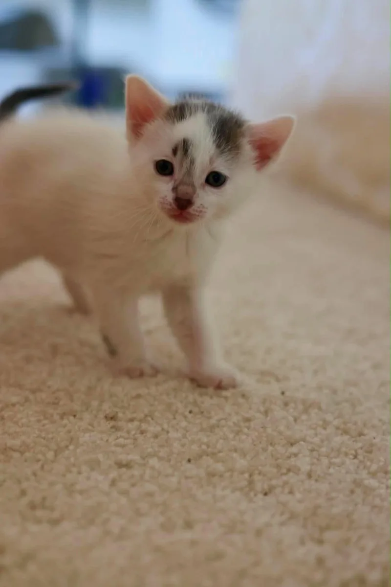 A baby medium-sized female Gray & White Domestic Short Hair cat named Honey for adoption in Duluth, MN
