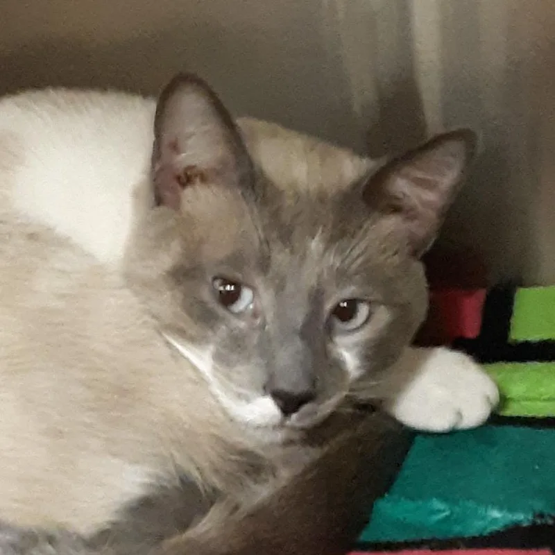 A young medium-sized male Gray / Blue / Silver Domestic Short Hair cat named Skippy for adoption in Spokane, WA