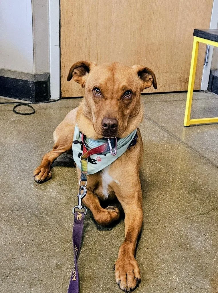 Boss Hogg $ thumbnail 2