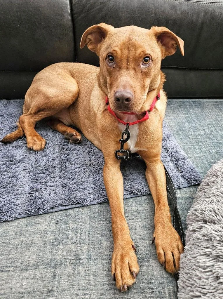 Boss Hogg $ thumbnail 3