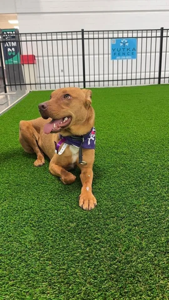 Boss Hogg $ thumbnail 4